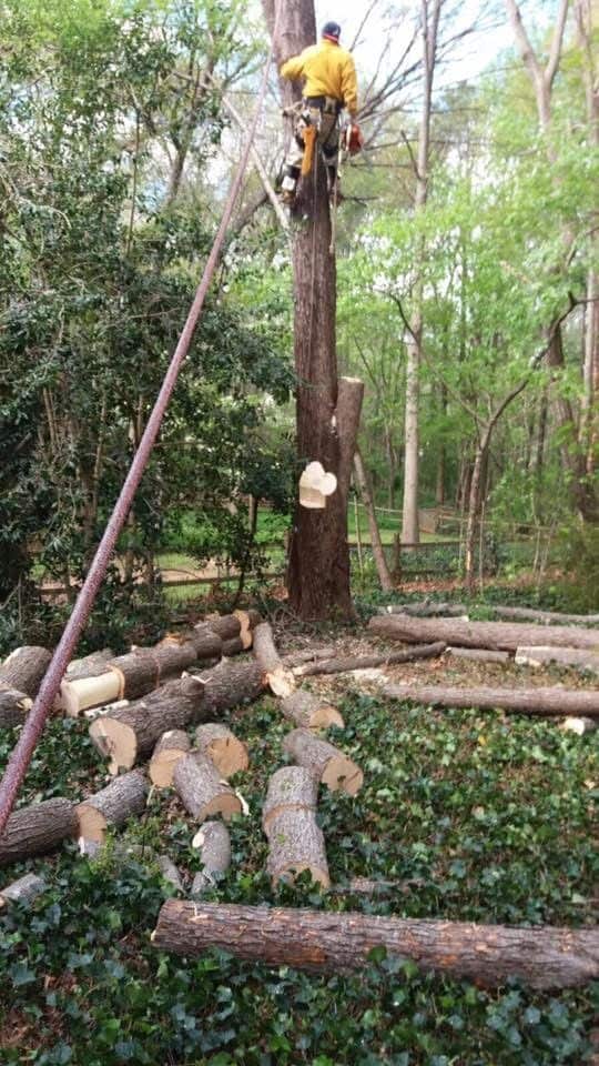 Completed tree work by Geovanne Tree Services