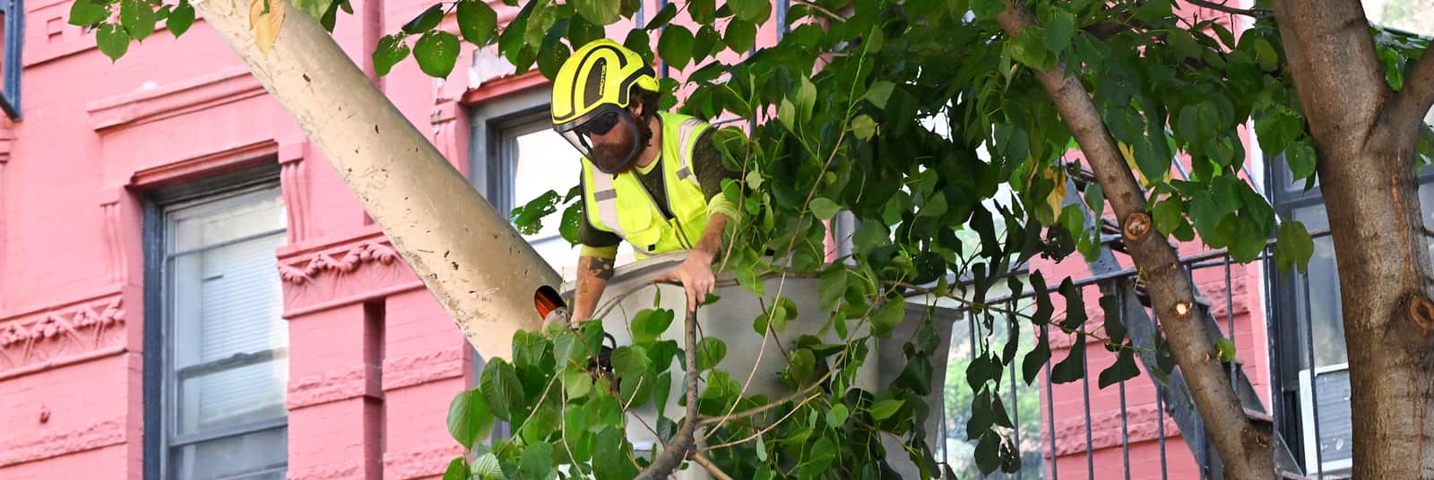 Tree health and maintenance in Matthews, NC