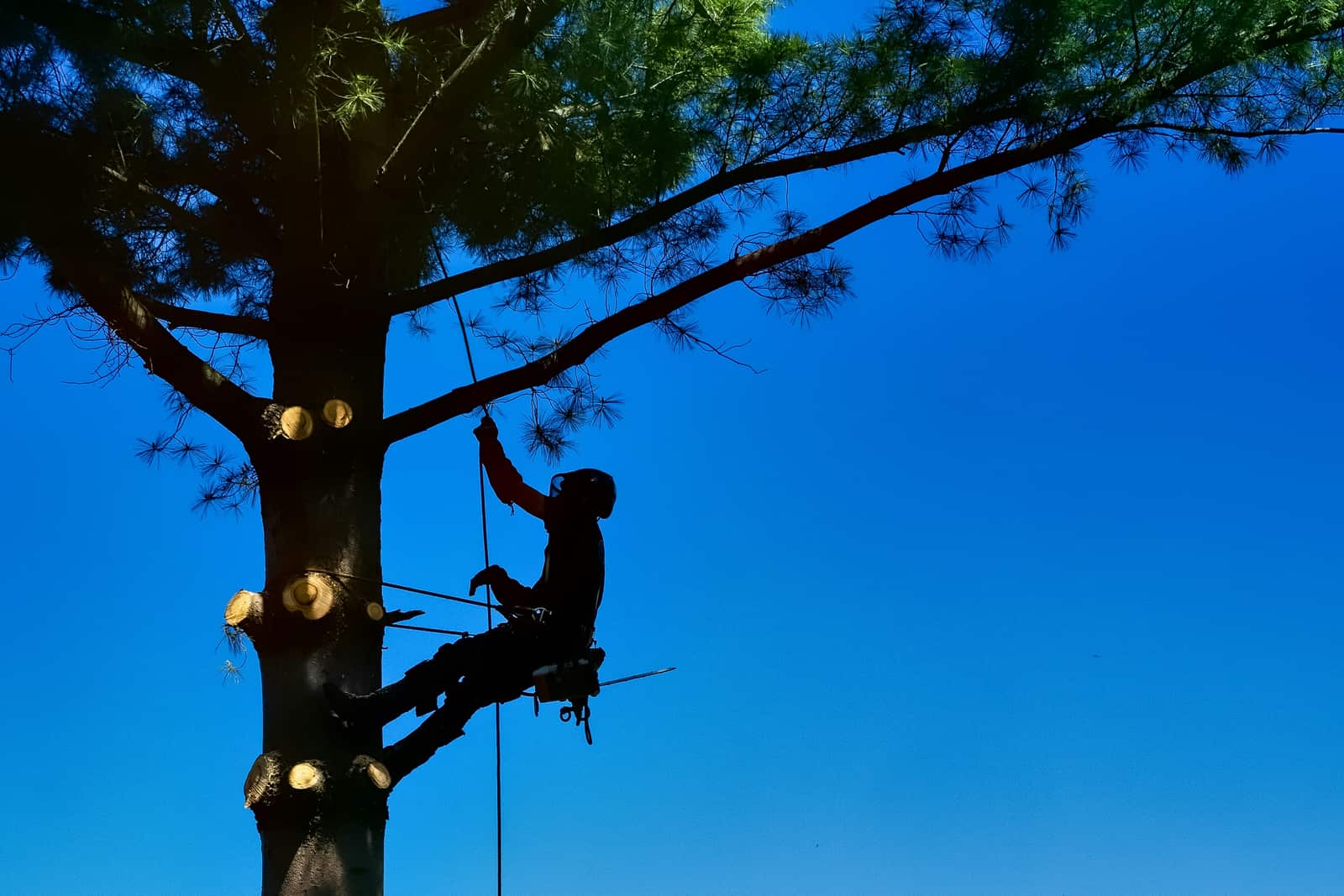Tree removal service in Matthews, NC
