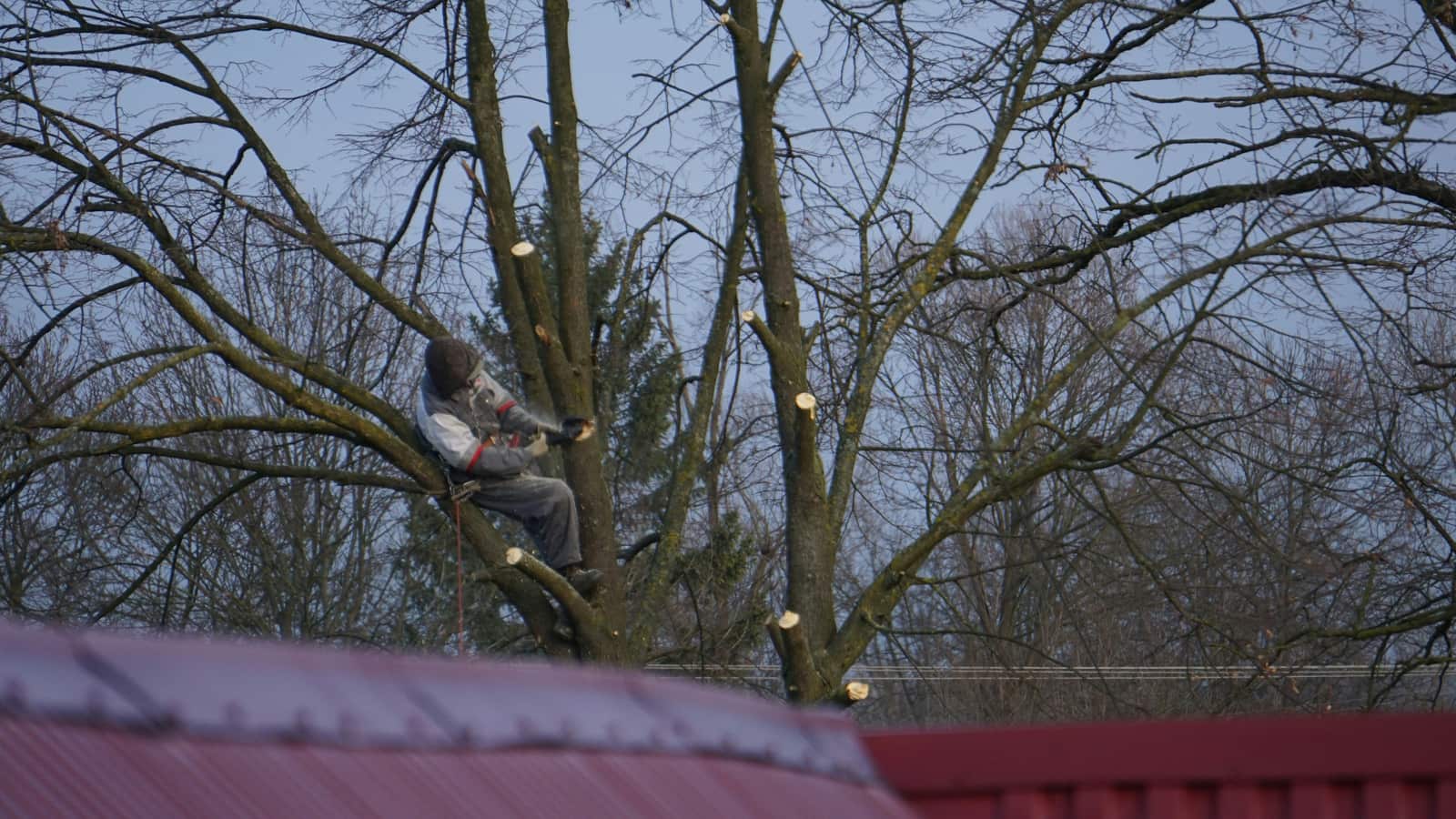 Tree trimming and pruning in Matthews, NC
